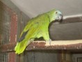 /album/fotogalerie-2/amazo-modrocely-003-jpg/